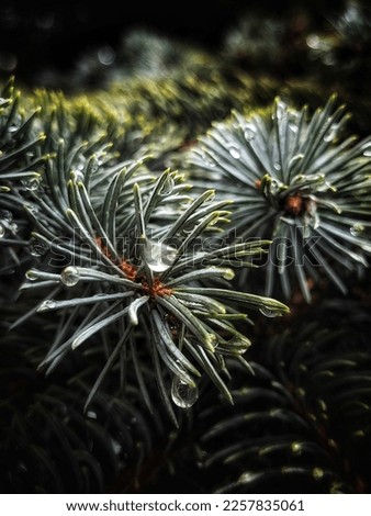 Close up fir branches with water drops after rain. Coniferous background with a copy space. 