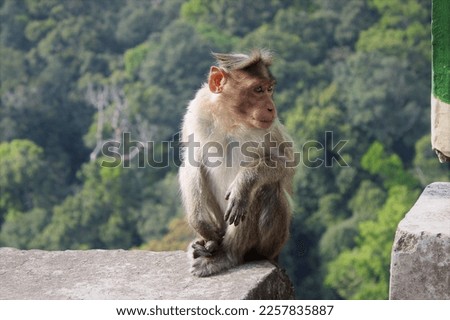 Monkey sitting on concrete cube  stock photo
