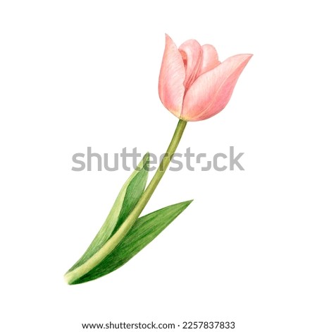 Pink tulip flower in watercolor. A hand-drawn botanical illustration highlighted on a white background. For holiday cards, advertising posters, fabric printing, stickers for your design