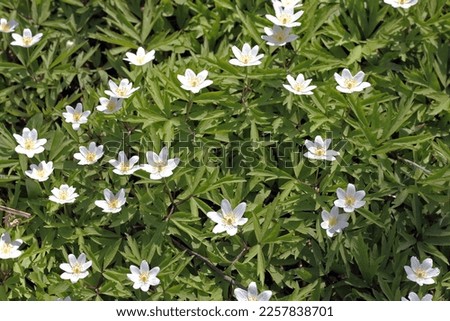 Wood anemone (Anemone nemorosa, windflower, thimbleweed, and smell fox) in the forest
