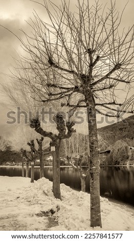 Infrared view of bare trees around a lake in winter.