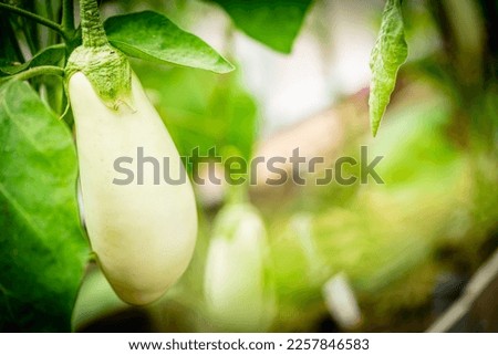 Close-up white Eggplant plant growing in greenhouse. Aubergine plants in plantation. Aubergine vegetables harvest. Eggplant fruit and green leaves Royalty-Free Stock Photo #2257846583