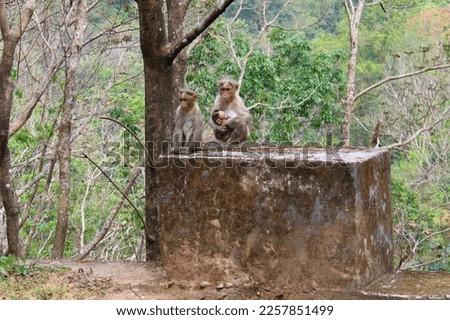 Cute monkey family stock photo
