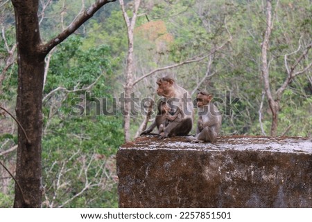 Cute monkey family stock photo