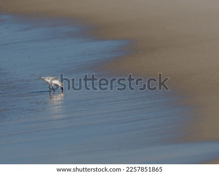 Western Sandpiper shorebird feeding along Florida panhandle shoreline Royalty-Free Stock Photo #2257851865