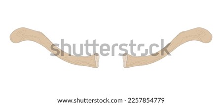 ACROMIAL-END Stock Vector Images - Avopix.com