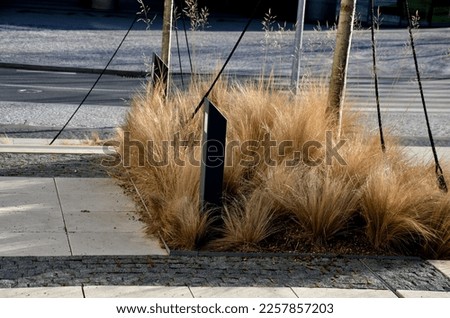 grass bed on the promenade. on the edge of the flower bed are pillar lamps with a beveled top. striped pavement on the promenade. grasses have dry stems like hair Royalty-Free Stock Photo #2257857203