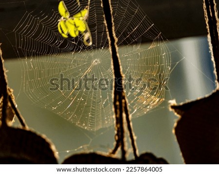 Spider net. Spider net concept of hitting at target. Making trap to achieve goal. Concept of Business strategy to achieve goal of profitability. Sales concept. Beautiful colors of morning. 