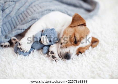 Little white puppy of jack russell terrier breed is sleeping with toy sweetly. Fluffy pet. Funny moments from the life of dog. Sweet Dreams Royalty-Free Stock Photo #2257868999