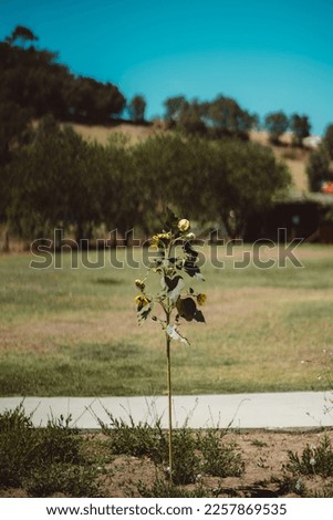 A vertical shot with a selective focus on a wilting sunflower, with the seed, heads drooping, standing tall amidst a lush green area with trees against the cream-colored wall in the background.