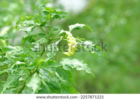 Cayenne pepper or capcisum frutescens on tree in the garden. Blurry background