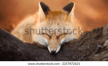 Ezo red fox sleeping on rock stone