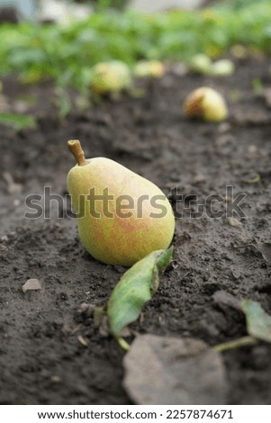 Ripe organic pear on ground in a summer garden, fruit fallen from a tree branch