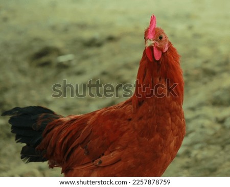 Male Hen Look in front Picture Closeup view
