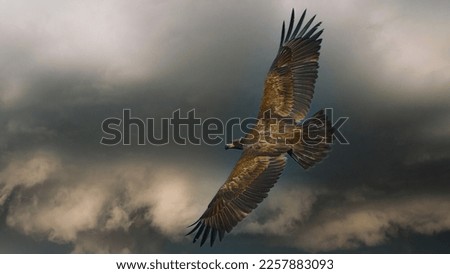 An eagle soars through the turbulent sky, its powerful wings cutting through the stormy winds. The king of the sky, it rises above the chaos, fearless and unshaken, a symbol of strength. Royalty-Free Stock Photo #2257883093