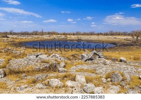 Namibian landscape. African savannah in Etosha National Park. Namibia.