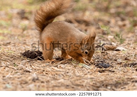 red squirrel burying a nut in winter in the woodland of Scotland  Royalty-Free Stock Photo #2257891271