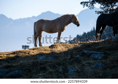 Haflinger horse stands on the alpine meadow in the alps Royalty-Free Stock Photo #2257894339