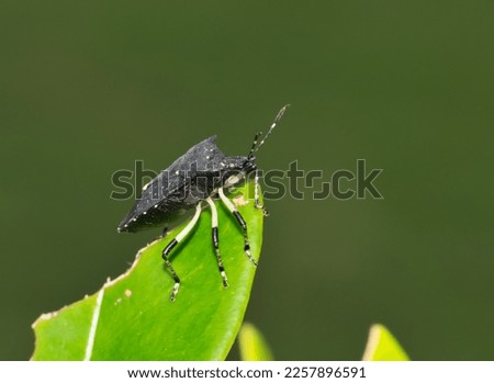 Black Stink bug (Proxys punctulatus) on a leaf in Houston, TX. Side view macro with copy space. Royalty-Free Stock Photo #2257896591