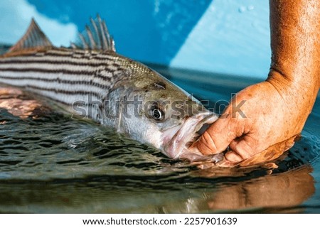 Striped bass being released back into the water at the side of small boat.   Royalty-Free Stock Photo #2257901639