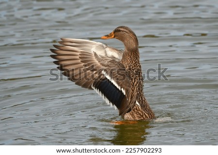 The mallard or wild duck (Anas platyrhynchos) is a dabbling duck that breeds throughout the temperate and subtropical Americas, Eurasia, and North Africa, and has been introduced in several countries. Royalty-Free Stock Photo #2257902293