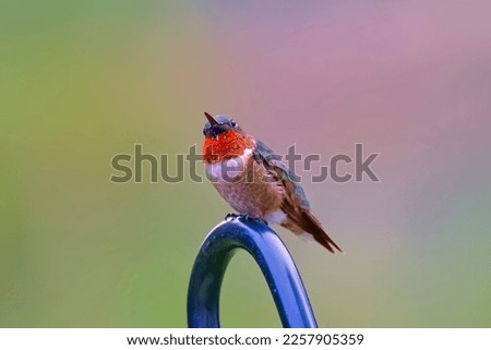 Male Ruby Throated Hummingbird with Red Throat on Shepherds Hook Pretty Pink and Green Spring Background 