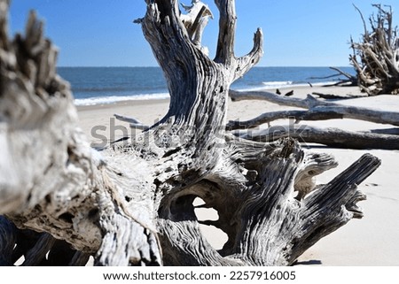 Driftwood on a beach in northern Florida. Royalty-Free Stock Photo #2257916005