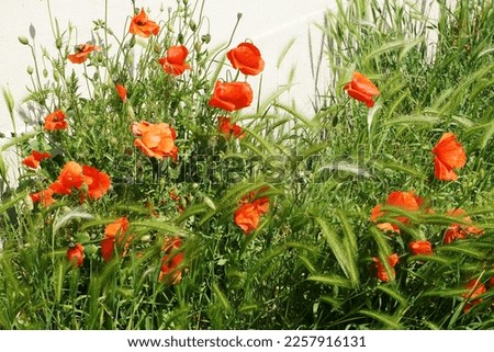 Poppies and ears of grass with concrete wall in background