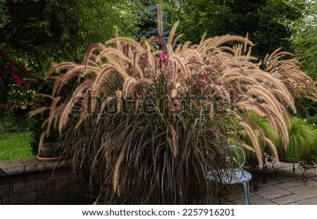 A giant garden container with Purple ornamental fountain grasses in striking color of rich burgundy create constant graceful movement with the long arching plumes during the summer golden hour. Royalty-Free Stock Photo #2257916201