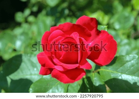 Rosa Veterans Honor, hybrid tea rose that typically grows Royalty-Free Stock Photo #2257920795