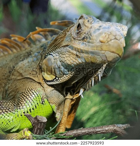 The head of a cute iguana at a garden