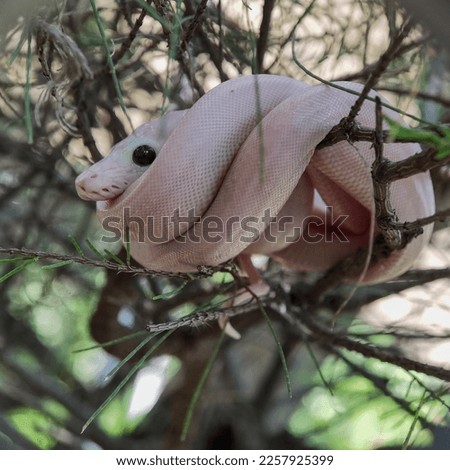 A unique pose of a cute white snake on a tree trunk