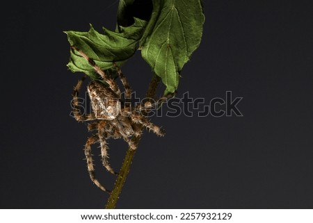 insects macro photography with high detail Royalty-Free Stock Photo #2257932129