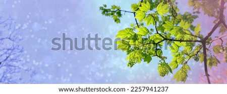 horizontal long panorama of young green foliage, young leaves sway in wind, concept flora, natural zones temperate zone of europe, nature protection, living energy, wind, weather forecast