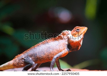 Sri Lanka lizard Natural Digital Picture