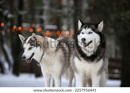 Two friends, siberian husky sit side by side close-up portrait