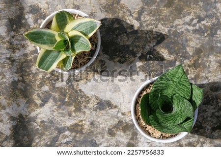 Sansevieria trifasciata on a white pot