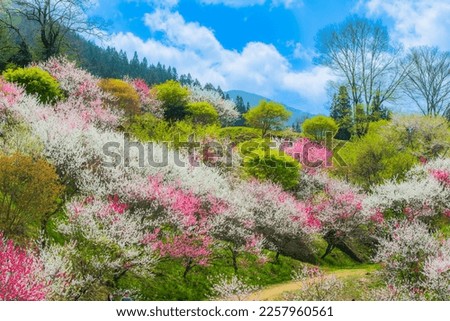 A flower peach paradise in Achi Village, Nagano Royalty-Free Stock Photo #2257960561
