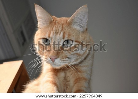 Orange Tabby Looking Intently to the Left 