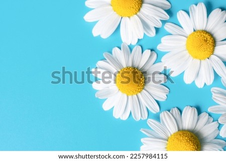 Delicate flowers of chamomile daisies  with yellow core and white soft petals on blue background. Metaphor of eco cosmetics or love feelings.Copy space on summer floral botanical backdrop