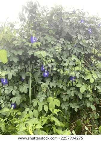 butterfly pea flower blooming after the rain