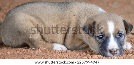 cute puppy sleeping with innocent look