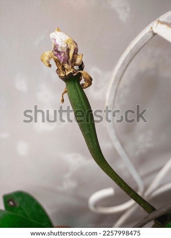 Orchid fruit is the result of manual cross-breeding