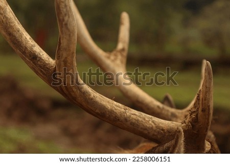 A Deer Antlers Closed Up Royalty-Free Stock Photo #2258006151