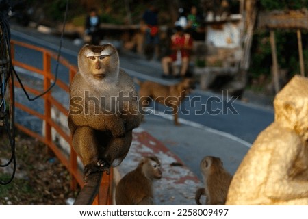 phuket monkey mountain in thailand. animals in nature
 Royalty-Free Stock Photo #2258009497