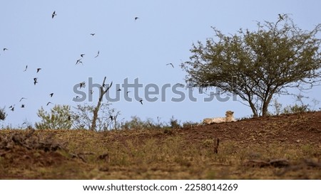 a cheetah resting on a hill and a bird feeding party all around