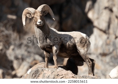 Wild bighorn sheep in Waterton Canyon in Littleton, Colorado. Royalty-Free Stock Photo #2258015611