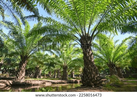 Palm tree in the palm garden with beautiful palm leaves nature and sunlight morning sun, palm oil plantation growing up farming for agriculture Asia 
