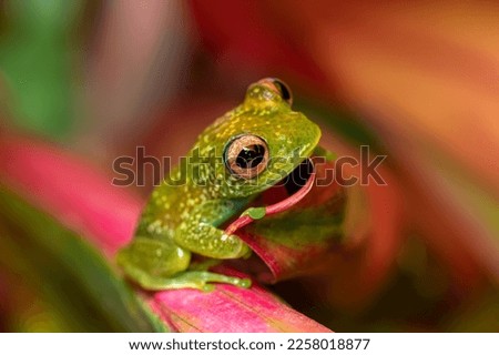 Boophis elenae, endemic species of frog in the family Mantellidae, Ranomafana National Park, Madagascar wildlife animal