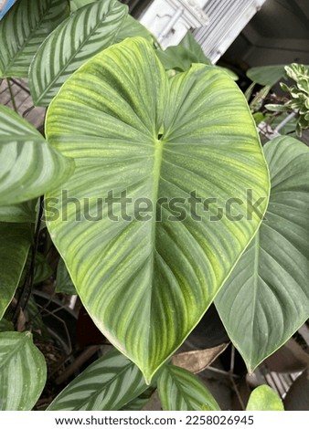 Ornamental taro plant, one of the most sought-after ornamental plants by mothers to decorate their yards.